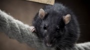 Rodents