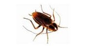 Roach Extermination