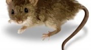 Mice