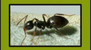 Ants