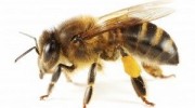 Bees