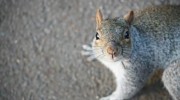 Wildlife Control