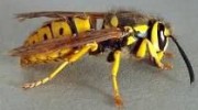 Yellowjackets