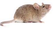 Rodents