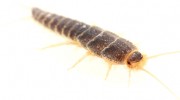 Silverfish Control