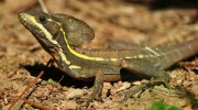 Wildlife Removal for Raccoons, Squirrels, Rats, and Bats