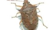 Stink Bugs