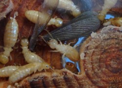 Dampwood Termite Alate