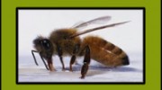 Bees