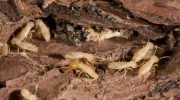 Termite Control