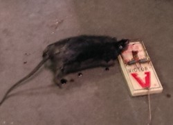 One of the largest rat i have ever caught on an 8
