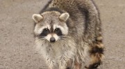 Raccoons