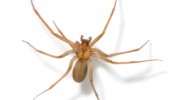 Spider Control