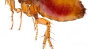 Flea Control
