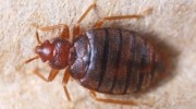 Bed Bug Control