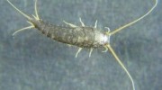 Silverfish
