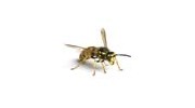 Bees & Wasps
