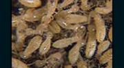 Termites