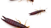 Earwig Control