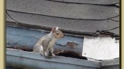 Squirrels