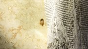 Bed Bugs