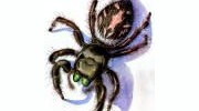 Spiders