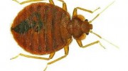 Bed Bug Control
