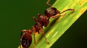 Ants