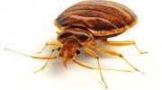 Bed Bug Control