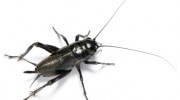 Cricket Control